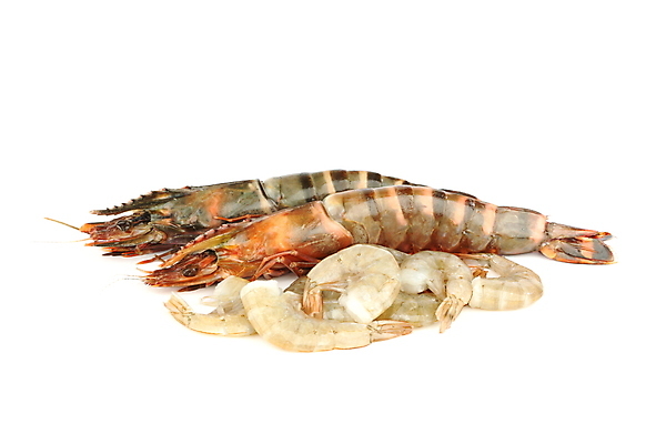 포토 JPG 해외이미지 새우 사람없음 신선 해산물 흰배경 해외202004 해외202105 해외포토 백그라운드 갑각류 흰색 파일형식