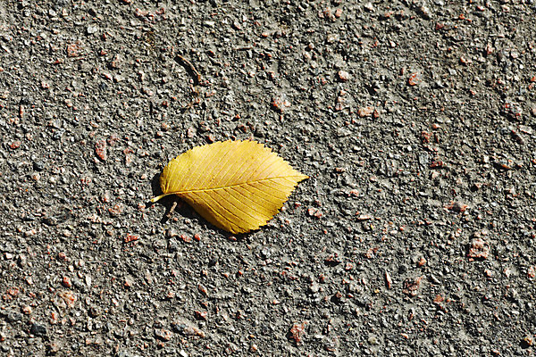 포토 JPG 해외이미지 나무 디자인 계절 공원 백그라운드 단풍 잎 캐나다 패턴 오렌지 자연 벽지 추상 프레임 건조 풍경 사람없음 야외 빨간색 빛 컬러풀 갈색 노란색 산책 활발 광선 가을 나뭇가지 황금 플랫 닫기 숲 가득함 묘사 질감 장면 엘리먼트 해외202004 해외202105 해외포토 식물 공공시설 컬러 컨셉 북아메리카 무늬 과일 모션 휴식 생태계 파일형식