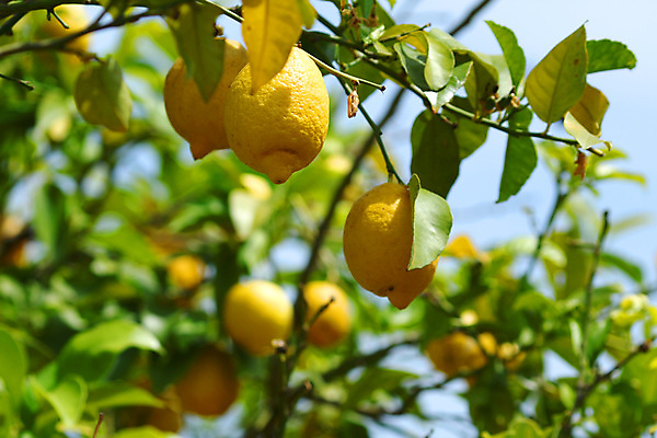 포토 JPG 해외이미지 나무 식물 음식 백그라운드 잎 밭 농업 과일 자연 귤 매달리기 건강 사람없음 초록색 물 농작물 햇빛 농장 노란색 우주 맑음 주스 수확 성장 나뭇가지 신선 소프트포커스 숲 다발 지중해 레몬 가득함 유기농 보케 라임 내추럴 블러 숙성 많음 카피스페이스 해외202004 해외202105 레몬나무 해외포토 자연요소 웰빙 산업 음료 바다 컬러 컨셉 모션 날씨 촬영기법 태양 공백 생태계 파일형식