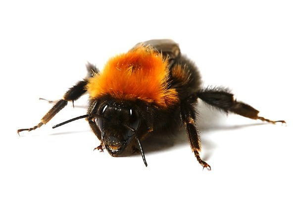 포토 JPG 해외이미지 야생동물 곤충 모션 자연 사람없음 작음 벌 무당벌레 내추럴 호박벌 해외202004 해외202105 해외포토 동물 벌_곤충 크기 생태계 파일형식