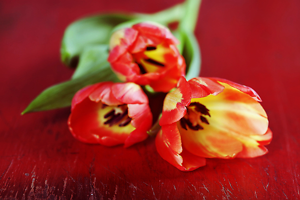 포토 JPG 해외이미지 사람없음 튤립 빨간배경 해외202004 해외포토 꽃 백그라운드 빨간색 파일형식