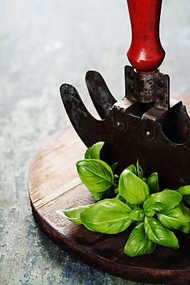 포토 JPG 해외이미지 회색배경 실내 사람없음 나이프 바질 나무도마 커팅나이프 해외202004 해외포토 식기 백그라운드 도마 내부 목재 회색 칼 파일형식