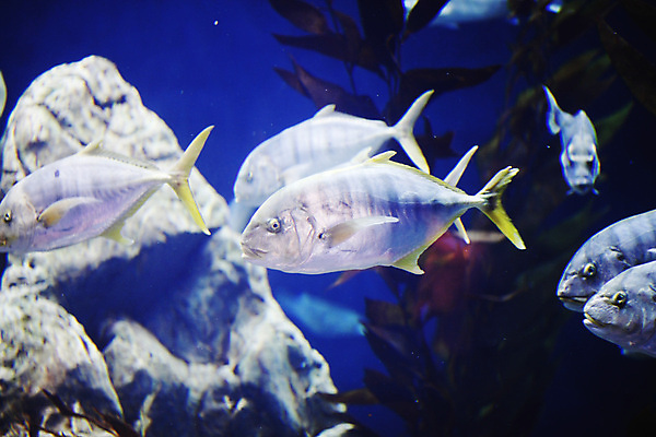 포토 JPG 해외이미지 동물 야생동물 바다 여행 백그라운드 자연 휴가 바닥 이집트 어류 사람없음 빨간색 물 파란색 컬러풀 환경 바닷속 수중 수영 활발 그룹 스노클링 산호 아래 다이빙 눈금 지느러미 암초 수족관 석호 깊이 소금물 식민지 아네모네 이국적 침몰 많음 해외202004 해외202105 해외포토 자연요소 꽃 컬러 컨셉 아프리카 수중동물 수상스포츠 자포동물 방향 생태계 위치 수중스포츠 파일형식