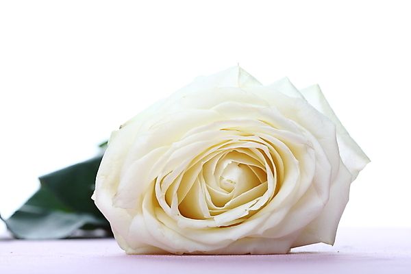 포토 JPG 해외이미지 식물 계절 기념일 꽃잎 꽃 줄기 꽃다발 결혼 백그라운드 잎 꽃무늬 자연 결혼식 기념 발렌타인데이 선물 사랑 사람없음 빨간색 초록색 장미 정원 봄 낭만 벚꽃 흰색 축하 신선 오픈 생일 우아함 닫기 묘사 싱글 열정 부드러움 고립 해외202004 해외202105 해외포토 감정 컬러 컨셉 무늬 모션 데이이벤트 이벤트 감각 생태계 파일형식