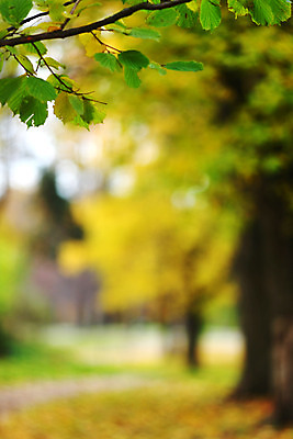 포토 JPG 해외이미지 나무 식물 계절 공원 길 줄기 단풍 잎 오렌지 자연 풍경 사람없음 야외 빨간색 초록색 컬러풀 노란색 평화 걷기 환경 하이킹 가을 나뭇가지 시골 황금 숲 11월 장면 10월 해외202004 해외202105 해외포토 공공시설 컬러 컨셉 과일 모션 레저 날짜 생태계 파일형식