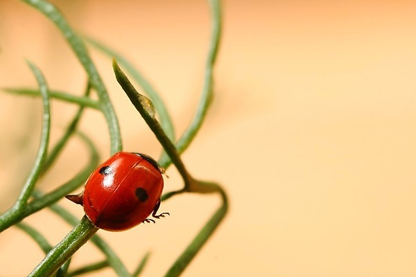 포토 JPG 해외이미지 식물 곤충 자연 사람없음 벌레 작음 무당벌레 내추럴 해외202004 해외202105 해외포토 동물 크기 생태계 파일형식