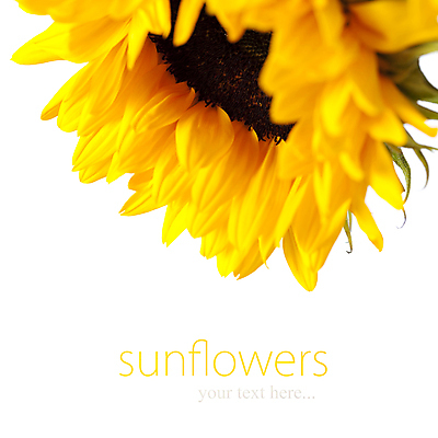 포토 JPG 해외이미지 해바라기 실내 사람없음 해외202004 해외포토 꽃 내부 파일형식