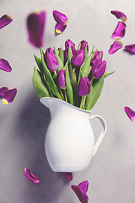 포토 JPG 해외이미지 꽃잎 사람없음 꽃병 튤립 플랫 해외202004 해외포토 꽃 파일형식