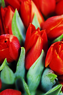 포토 JPG 해외이미지 꽃다발 사람없음 튤립 해외202004 해외포토 꽃 파일형식