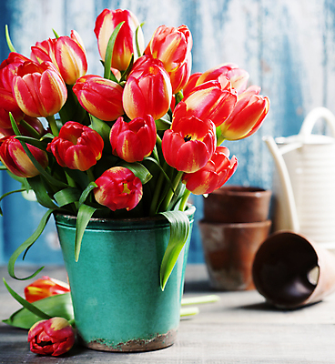 포토 JPG 해외이미지 화분 꽃다발 사람없음 물뿌리개 튤립 파란배경 해외202004 해외포토 꽃 백그라운드 파란색 파일형식