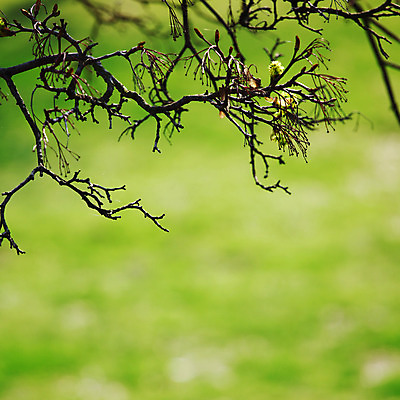 포토 JPG 해외이미지 나무 식물 계절 공원 잎 자연 아침 그림자 풍경 사람없음 초록색 여름 빛 컬러풀 햇빛 태양 평화 환경 침묵 일몰 봄 나뭇가지 시골 붓 소나무 숲 장면 강렬 양치류 파라다이스 해외202004 해외202105 해외포토 주간 자연요소 공공시설 컬러 컨셉 노을 소리 생태계 파일형식