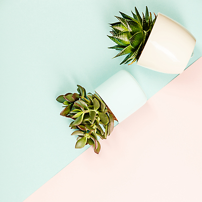 포토 JPG 해외이미지 화분 실내 사람없음 하이앵글 다육식물 분홍색배경 민트색배경 해외202004 해외포토 식물 뷰포인트 분홍색 백그라운드 내부 민트색 파일형식