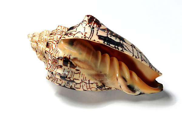 포토 JPG 해외이미지 동물 디자인 야생동물 바다 여행 백그라운드 컨셉 패턴 자연 추상 조개 생물 연체동물 나선형 사람없음 장식 여름 컬러풀 환경 침묵 껍질 흰색 황금 산호 자르기 묘사 오브젝트 싱글 기념품 내추럴 고립 생태학 앵무조개 이국적 해외202004 해외202105 해외포토 계절 교육 컬러 무늬 모션 어패류 무척추동물 소리 자포동물 생태계 파일형식