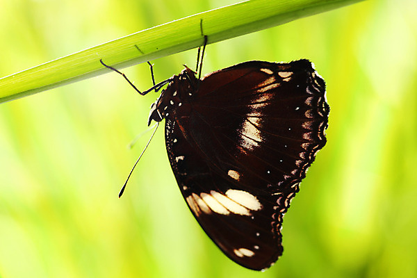 포토 JPG 해외이미지 식물 야생동물 나비 곤충 자연 생물 사람없음 내추럴 땅바닥 영원 해외202004 해외202105 해외포토 동물 바닥 생태계 파일형식