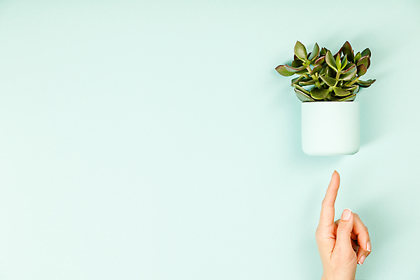 포토 JPG 해외이미지 손 화분 실내 신체부위 하이앵글 가리킴 다육식물 카피스페이스 민트색배경 해외202004 해외포토 식물 뷰포인트 백그라운드 사람 손짓 내부 공백 민트색 파일형식
