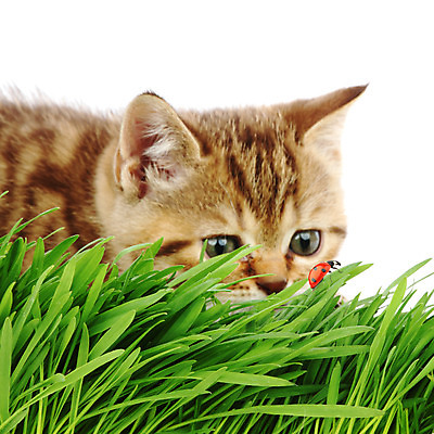 포토 JPG 해외이미지 식물 동물 응시 잎 밭 포유류 자연 놀이 새로움 털 표정 잔디 사람없음 초록색 반려동물 컬러풀 농장 머리카락 환경 정원 검은색 고양이 듣기 성장 신선 허브 질감 무당벌레 부드러움 내추럴 거짓말 고립 무료 해외202004 해외202105 해외포토 시선 컬러 곤충 컨셉 농업 모션 머리 감각 생태계 파일형식