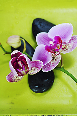 포토 JPG 해외이미지 꽃 실내 근접촬영 사람없음 아로마 아로마테라피 스톤 초록배경 해외202004 해외포토 식물 뷰포인트 백그라운드 내부 초록색 테라피 파일형식