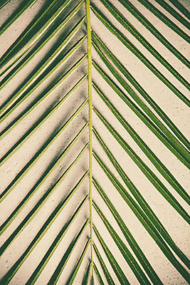 포토 JPG 해외이미지 실내 근접촬영 사람없음 열대잎 베이지색배경 해외202004 해외포토 뷰포인트 백그라운드 잎 내부 베이지색 파일형식