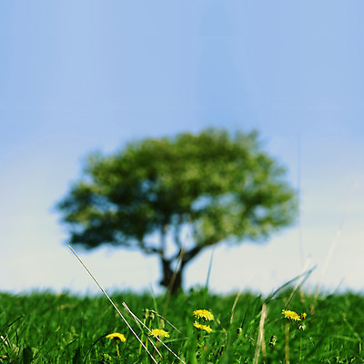 포토 JPG 해외이미지 나무 식물 구름 1 계절 지구 백그라운드 잎 밭 자연 하늘 날씨 풍경 초원 사람없음 목재 초록색 여름 파란색 농장 환경 봄 자유 성장 나뭇가지 전원 시골 고독 큼 땅 언덕 싱글 장면 내추럴 옛날 혼자 수평선 해외202004 해외202105 해외포토 자연요소 감정 컬러 컨셉 농업 재료 전기에너지 크기 생태계 파일형식