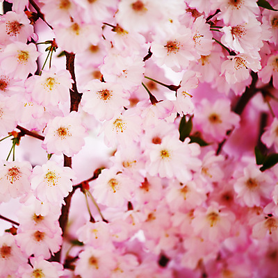 포토 JPG 해외이미지 나무 식물 계절 공원 꽃잎 꽃 분홍색 백그라운드 자연 하늘 부활절 사람없음 야외 초록색 파란색 빛 햇빛 태양 정원 맑음 봄 벚꽃 흰색 나뭇가지 신선 개화 체리 질감 정사각형 부드러움 내추럴 생태학 해외202004 해외202105 해외포토 자연요소 도형 공공시설 교육 기념일 컬러 과일 날씨 감각 생태계 파일형식