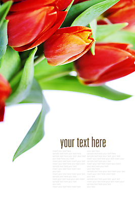 포토 JPG 해외이미지 꽃다발 사람없음 튤립 흰배경 카피스페이스 해외202004 해외포토 꽃 백그라운드 공백 흰색 파일형식