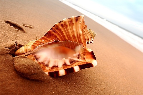 포토 JPG 해외이미지 동물 모래 파도 바다 섬 여행 백그라운드 컨셉 자연 하늘 휴가 조개 휴식 멕시코 손바닥 풍경 사람없음 초록색 물 여름 컬러풀 여행객 일몰 껍질 흰색 만 서핑 산호 휴양지 석호 내추럴 완벽 이국적 파라다이스 해외202004 해외202105 해외포토 자연요소 손 계절 컬러 북아메리카 어패류 사람 노을 장소 수상스포츠 자포동물 생태계 파일형식