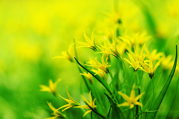 포토 JPG 해외이미지 식물 구름 계절 공원 꽃 백그라운드 잎 꽃무늬 밭 자연 날씨 부활절 발렌타인데이 풍경 사람없음 야외 빨간색 초록색 여름 빛 컬러풀 햇빛 농장 노란색 환경 정원 보라색 봄 벚꽃 축하 신선 닫기 숲 유기농 장면 내추럴 해외202004 해외202105 해외포토 자연요소 웰빙 공공시설 기념일 컬러 컨셉 무늬 농업 모션 데이이벤트 태양 생태계 파일형식