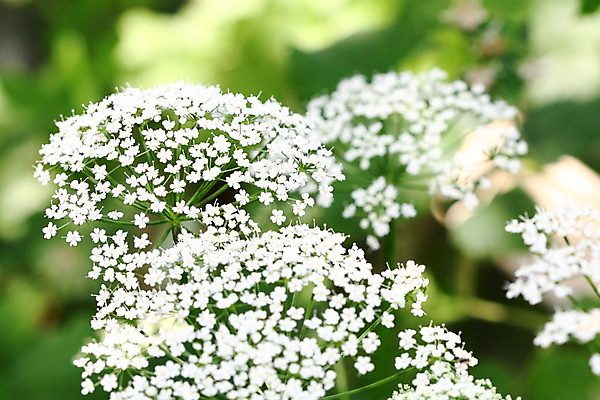 포토 JPG 해외이미지 식물 계절 공원 꽃 행복 컨셉 밭 장난 자연 휴가 휴식 풍경 초원 사람없음 야외 초록색 여름 빛 봄 활발 잠 데이지 심플 트랙 발가락 내추럴 양발 수평선 해외202004 해외202105 해외포토 공공시설 감정 컬러 농업 발 생태계 파일형식