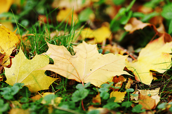 포토 JPG 해외이미지 나무 디자인 계절 공원 백그라운드 단풍 잎 캐나다 패턴 오렌지 자연 벽지 추상 프레임 건조 풍경 사람없음 야외 빨간색 빛 컬러풀 갈색 노란색 산책 활발 광선 가을 나뭇가지 황금 플랫 닫기 숲 가득함 묘사 질감 장면 엘리먼트 해외202004 해외202105 해외포토 식물 공공시설 컬러 컨셉 북아메리카 무늬 과일 모션 휴식 생태계 파일형식