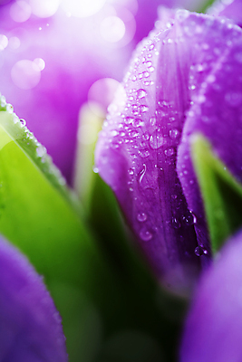 포토 JPG 해외이미지 꽃잎 잎 근접촬영 사람없음 젖음 튤립 보케 블러효과 해외202004 해외포토 식물 꽃 뷰포인트 블러 파일형식 효과