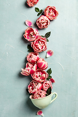 포토 JPG 해외이미지 꽃잎 잎 실내 사람없음 하이앵글 튤립 찻잔 파란배경 플랫레이 해외202004 해외포토 식물 꽃 뷰포인트 백그라운드 잔 내부 파란색 플랫 파일형식