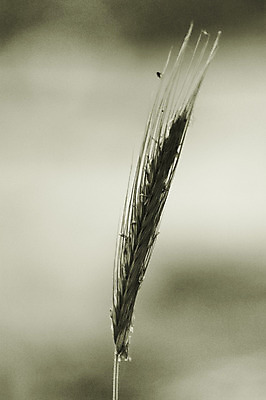 포토 JPG 해외이미지 식물 계절 음식 백그라운드 밭 농업 자연 하늘 건강 옥수수 미술 씨앗 풍경 사람없음 초록색 여름 파란색 농작물 컬러풀 농장 농경지 노란색 우주 봄 수확 가을 시골 업무 못 황금 닫기 낟알 시리얼 밀 먹기 질감 보리 내추럴 밭일 귀리 해외202004 해외202105 해외포토 산업 컬러 모션 문화예술 곡류 공구 작업 생태계 파일형식