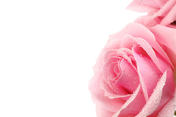 포토 JPG 해외이미지 식물 디자인 꽃잎 꽃 분홍색 백그라운드 꽃무늬 자연 추상 휴가 발렌타인데이 선물 사랑 사람없음 빨간색 물 빛 장미 정원 봄 낭만 벚꽃 흰색 신선 오픈 신용카드 화려 닫기 심볼 묘사 아로마 부드러움 내추럴 고립 특별함 파스텔톤 스타일 국경 해외202004 해외202105 해외포토 자연요소 계절 감정 컬러 컨셉 무늬 모션 데이이벤트 금융 감각 생태계 파일형식