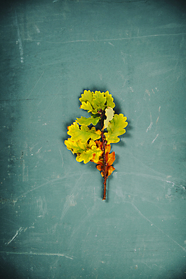 포토 JPG 해외이미지 사람없음 가을 해외202004 해외포토 계절 파일형식