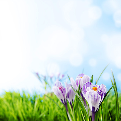 포토 JPG 해외이미지 식물 계절 꽃 백그라운드 꽃무늬 자연 하늘 부활절 사람없음 초록색 파란색 정원 보라색 봄 벚꽃 신선 개화 작음 제비꽃 내추럴 사프란 카피스페이스 해외202004 해외202105 해외포토 기념일 컬러 무늬 공백 크기 향신료 생태계 파일형식