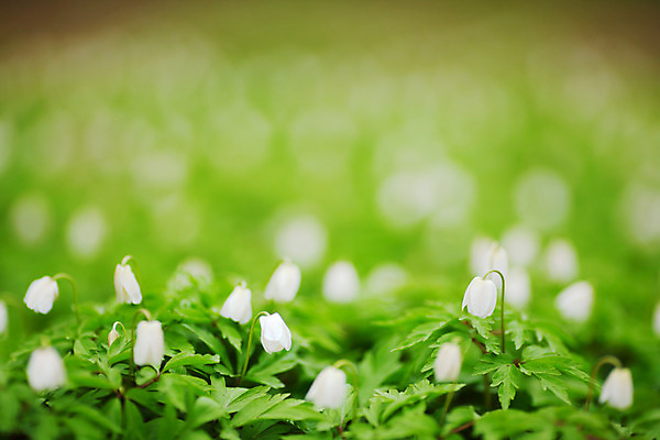 포토 JPG 해외이미지 식물 구름 계절 공원 꽃 백그라운드 잎 꽃무늬 밭 자연 날씨 부활절 발렌타인데이 풍경 사람없음 야외 빨간색 초록색 여름 빛 컬러풀 햇빛 농장 노란색 환경 정원 보라색 봄 벚꽃 축하 신선 닫기 숲 유기농 장면 내추럴 해외202004 해외202105 해외포토 자연요소 웰빙 공공시설 기념일 컬러 컨셉 무늬 농업 모션 데이이벤트 태양 생태계 파일형식