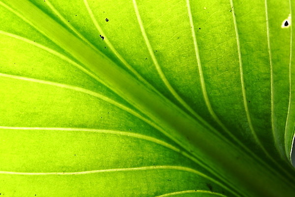 포토 JPG 해외이미지 식물 선 백그라운드 잎 패턴 자연 추상 기술 사람없음 초록색 여름 빛 컬러풀 햇빛 정원 침묵 봄 성장 가을 거친 닫기 숲 그늘 허브 묘사 질감 서식 시트 자작나무 정맥 내추럴 광합성 이국적 효과 해외202004 해외202105 해외포토 나무 계절 컬러 무늬 모션 태양 소리 생태계 혈관 파일형식