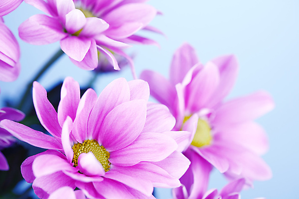 포토 JPG 해외이미지 식물 꽃 분홍색 결혼 추상 국화 사람없음 벚꽃 생일 카피스페이스 해외202004 해외202105 해외포토 기념일 컬러 무늬 이벤트 공백 파일형식