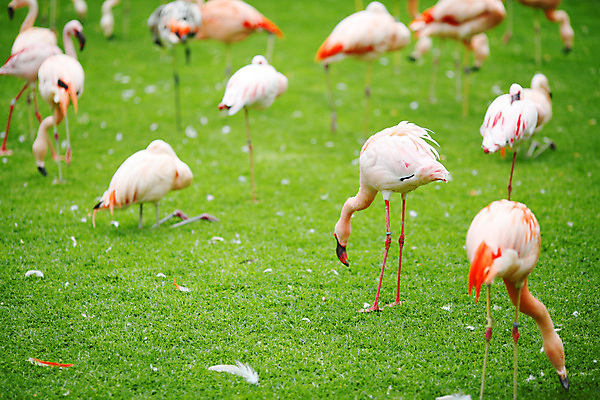 포토 JPG 해외이미지 동물 응시 야생동물 음식 분홍색 컨셉 밭 날개 오렌지 아프리카 자연 조류 동물원 잔디 초원 사람없음 야외 초록색 햇빛 머리 환경 흰색 황무지 우아함 방목 먹기 플라밍고 깃털 검색 만족 생태계 부리 서식지 내추럴 동물상 생태학 이국적 많음 플로리다 해외202004 해외202105 해외포토 식물 시선 교육 감정 나라 컬러 농업 과일 모션 신체부위 태양 조형물 미국 축산업 파일형식