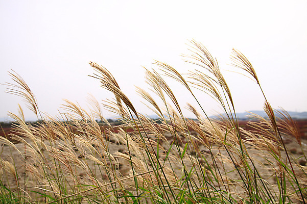 포토 JPG 주간 식물 계절 자연 한국 갈대 풍경 초원 사람없음 야외 가을풍경 가을 풀 억새 갈대밭 억새밭 국내포토 자연요소 아시아 생태계 파일형식 가을_계절 갈대_식물