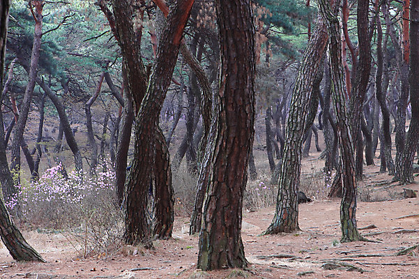 포토 JPG 주간 나무 식물 계절 꽃 봄꽃 자연 한국 풍경 사람없음 야외 봄풍경 봄 소나무 숲속 숲 진달래 수목원 국내포토 자연요소 아시아 생태계 파일형식