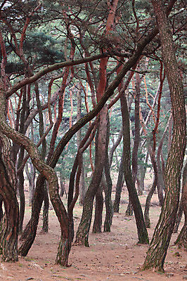 포토 JPG 주간 나무 식물 자연 한국 풍경 사람없음 야외 소나무 숲속 숲 수목원 국내포토 자연요소 아시아 생태계 파일형식 나라