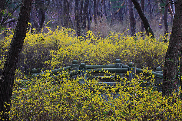 포토 JPG 주간 나무 식물 계절 꽃 컬러 봄꽃 난간 자연 한국 풍경 사람없음 야외 노란색 봄풍경 봄 숲속 숲 개나리 국내포토 자연요소 아시아 생태계 파일형식