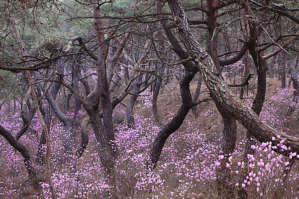 포토 JPG 주간 나무 식물 계절 꽃 분홍색 봄꽃 자연 한국 풍경 사람없음 야외 봄풍경 봄 소나무 숲속 숲 진달래 국내포토 자연요소 아시아 컬러 생태계 파일형식