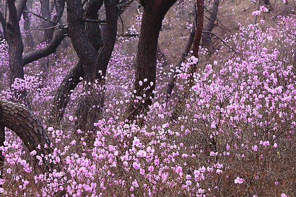 포토 JPG 주간 나무 식물 계절 꽃 분홍색 봄꽃 자연 한국 풍경 사람없음 야외 봄풍경 봄 소나무 숲속 숲 진달래 국내포토 자연요소 아시아 컬러 생태계 파일형식