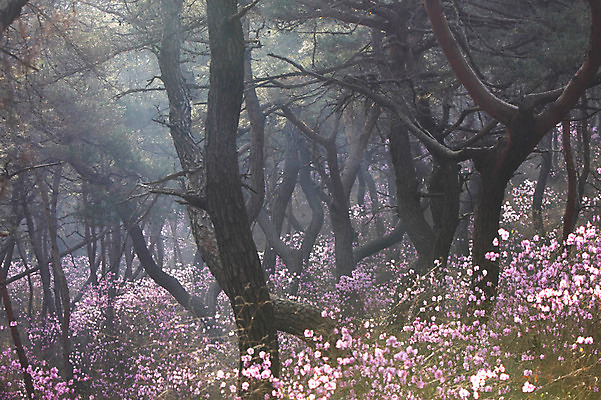 포토 JPG 주간 나무 식물 계절 꽃 분홍색 봄꽃 자연 한국 풍경 사람없음 야외 봄풍경 봄 소나무 숲속 숲 진달래 국내포토 자연요소 아시아 컬러 생태계 파일형식