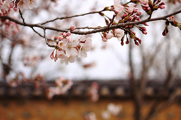 포토 JPG 주간 나무 식물 계절 꽃 봄꽃 자연 한국 꽃나무 풍경 사람없음 야외 아웃포커스 담장 봄풍경 봄 벚꽃 나뭇가지 국내포토 자연요소 아시아 촬영기법 생태계 파일형식