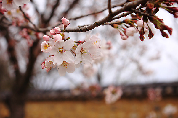 포토 JPG 주간 나무 식물 계절 꽃 봄꽃 자연 한국 꽃나무 풍경 사람없음 야외 아웃포커스 담장 봄풍경 봄 벚꽃 나뭇가지 국내포토 자연요소 아시아 촬영기법 생태계 파일형식