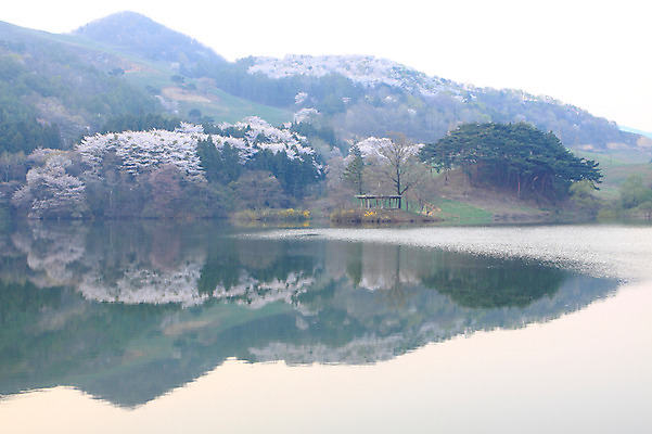 포토 JPG 주간 나무 식물 호수 자연 산 한국 물그림자 풍경 사람없음 야외 반사 저수지 숲 충청남도 충청도 서산 용비저수지 용비지 국내포토 자연요소 아시아 그림자 생태계 파일형식