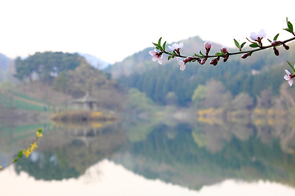 포토 JPG 주간 나무 식물 꽃 호수 자연 한국 꽃나무 물그림자 풍경 사람없음 야외 아웃포커스 반사 나뭇가지 저수지 숲 충청남도 충청도 서산 용비저수지 용비지 국내포토 자연요소 아시아 촬영기법 그림자 생태계 파일형식